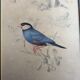 Bird engravings, bird illustration