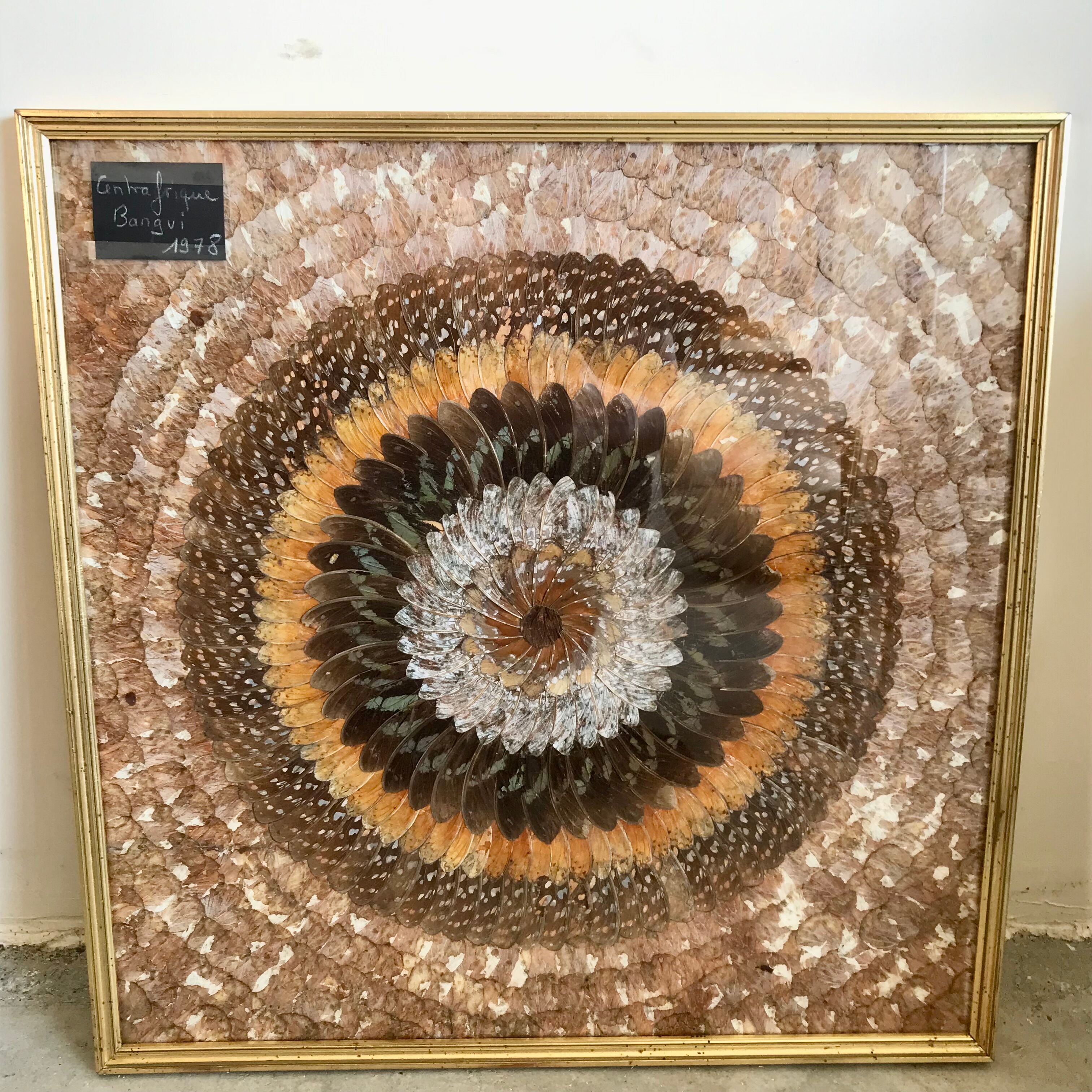 Frame under glass butterfly wings