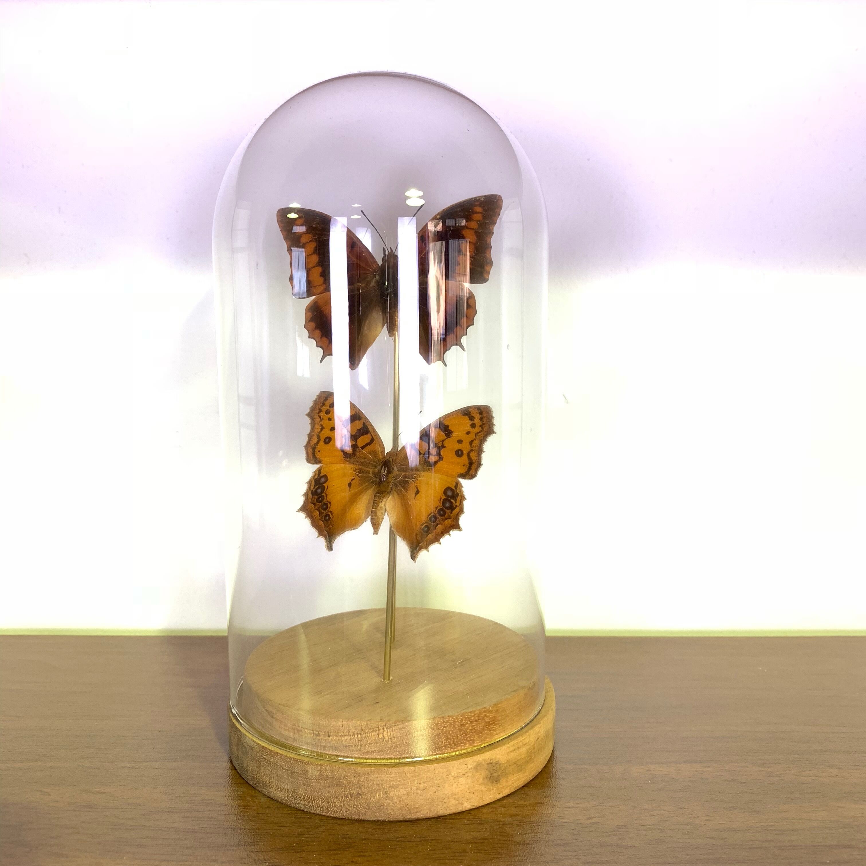 Butterflies under globe