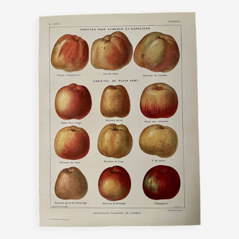 Lithographie sur les pommes - 1920