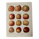 Lithograph on apples - 1920
