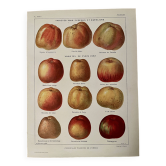 Lithographie sur les pommes - 1920