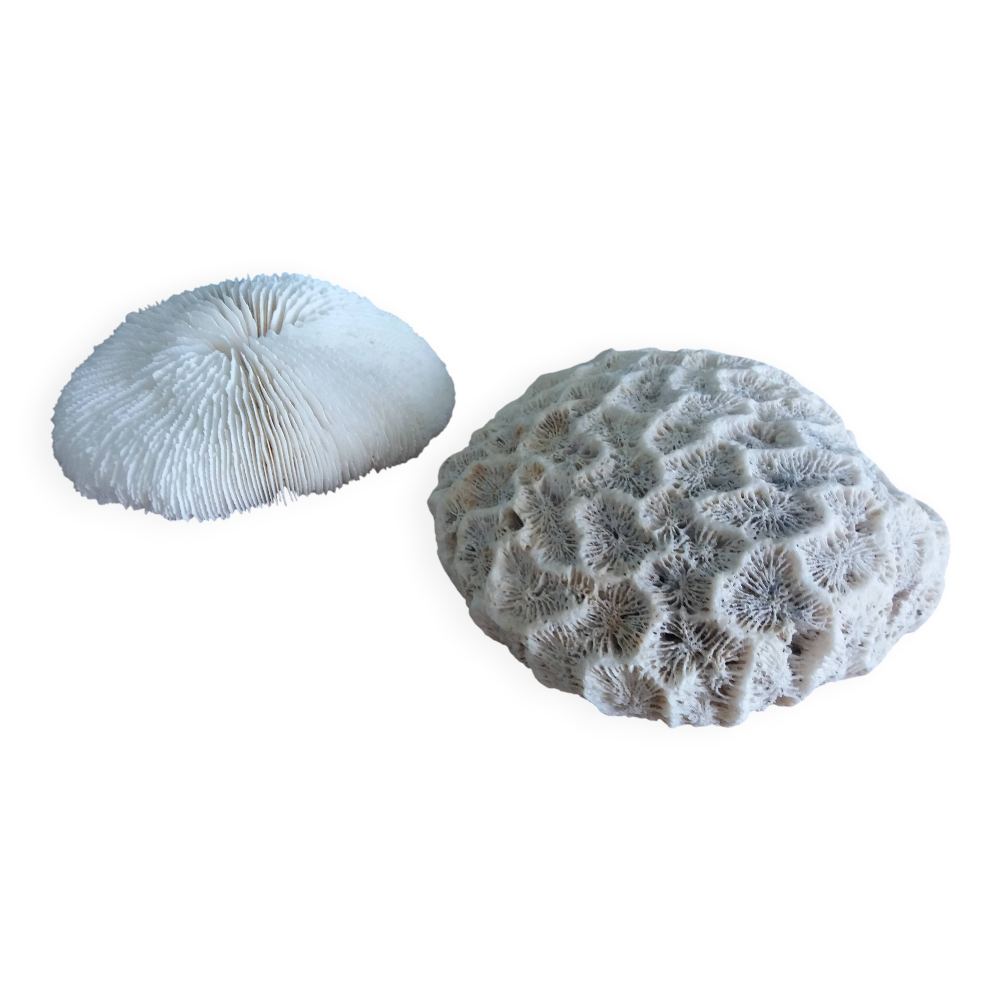 mushroom coral Fungia and Mussismilia brain coral