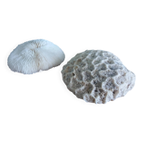 mushroom coral Fungia and Mussismilia brain coral