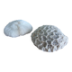 corail champignon Fungia et Mussismilia corail cerveau