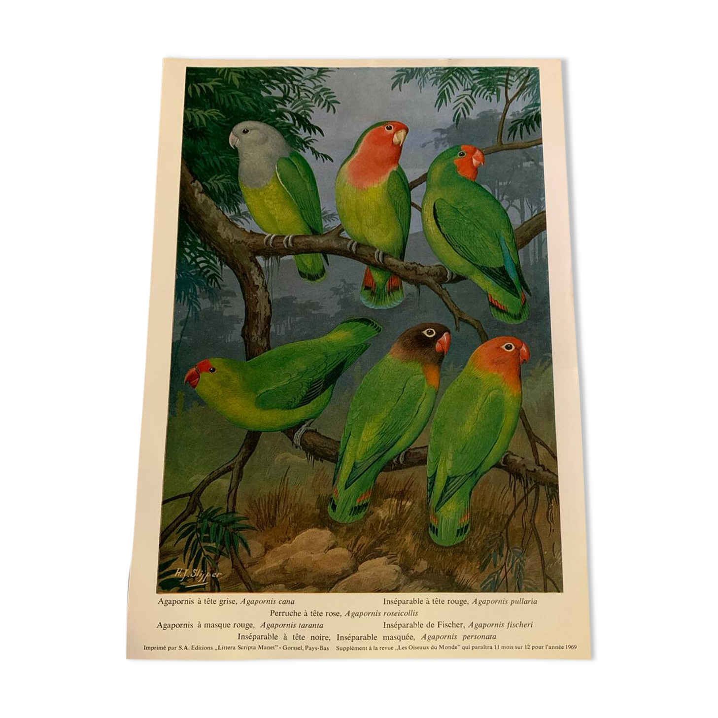 Poster "The Birds of the World" - 1969