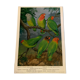 Poster "The Birds of the World" - 1969