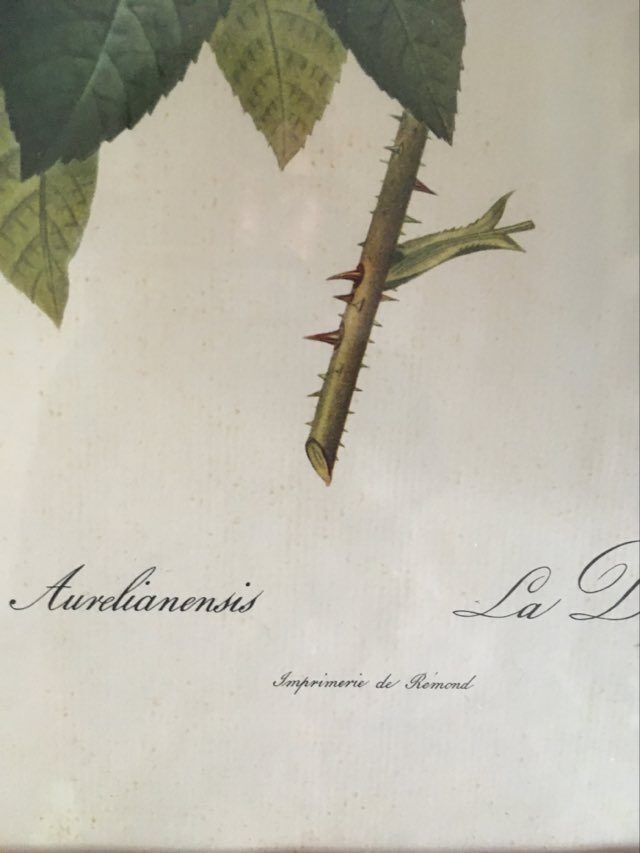 Dreadful botanical plank "Rosa Gallica Aurelianensis"