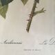 Dreadful botanical plank "Rosa Gallica Aurelianensis"