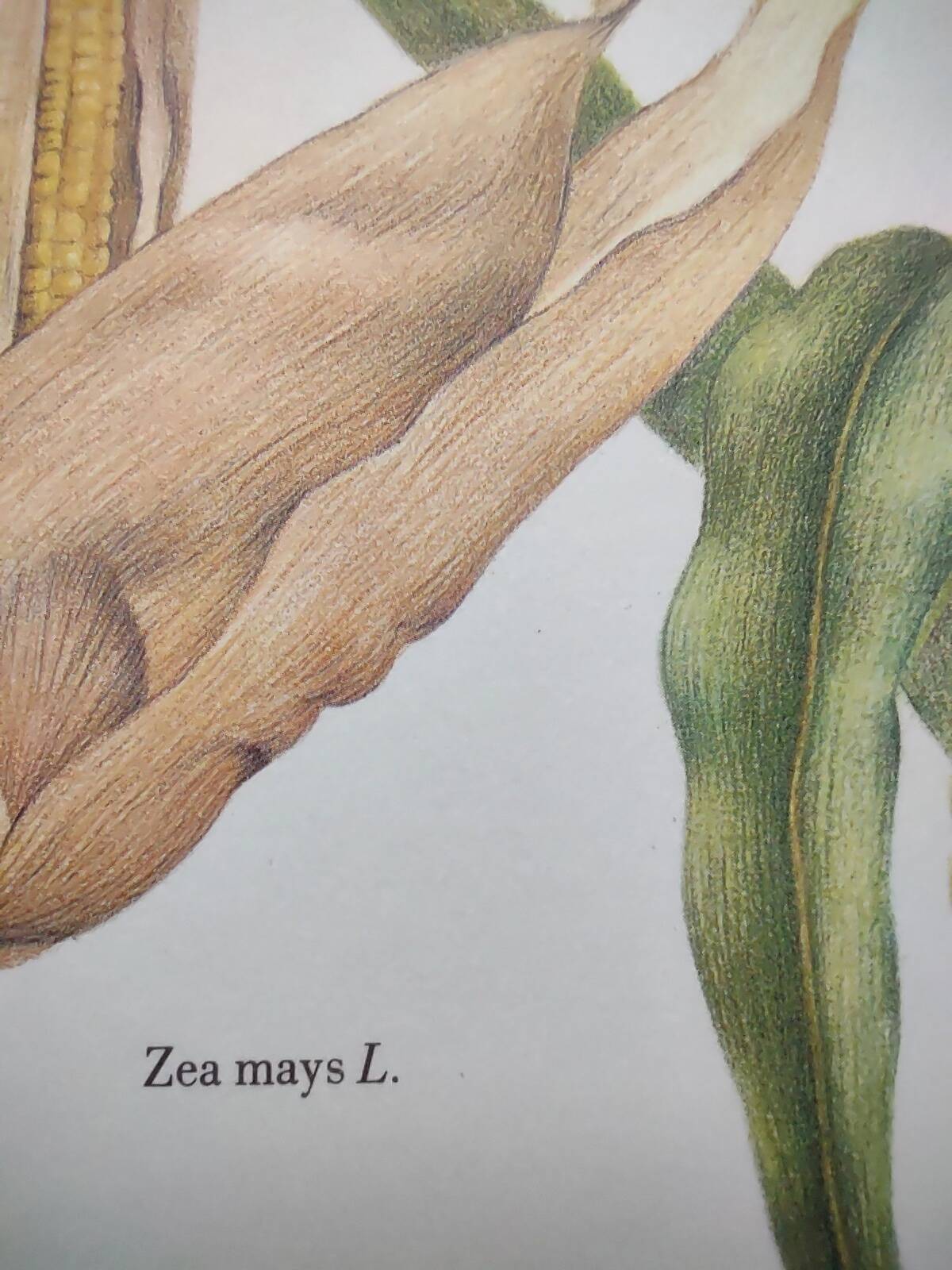 Botanical engraving -Corn- Poster of medicinal plants and herbs by Michaut