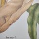 Botanical engraving -Corn- Poster of medicinal plants and herbs by Michaut