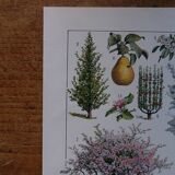 Original lithograph on the orchard