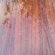 60s rosewood rosewood blackened feet airplane wings