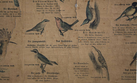 Poster 'birds' Offsetdruck von j. F. Schreiber Professor burst. Jäger / Dr. Ernst Hofman 1899