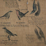 Poster 'birds' Offsetdruck von j. F. Schreiber Professor burst. Jäger / Dr. Ernst Hofman 1899