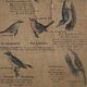 Poster 'birds' Offsetdruck von j. F. Schreiber Professor burst. Jäger / Dr. Ernst Hofman 1899