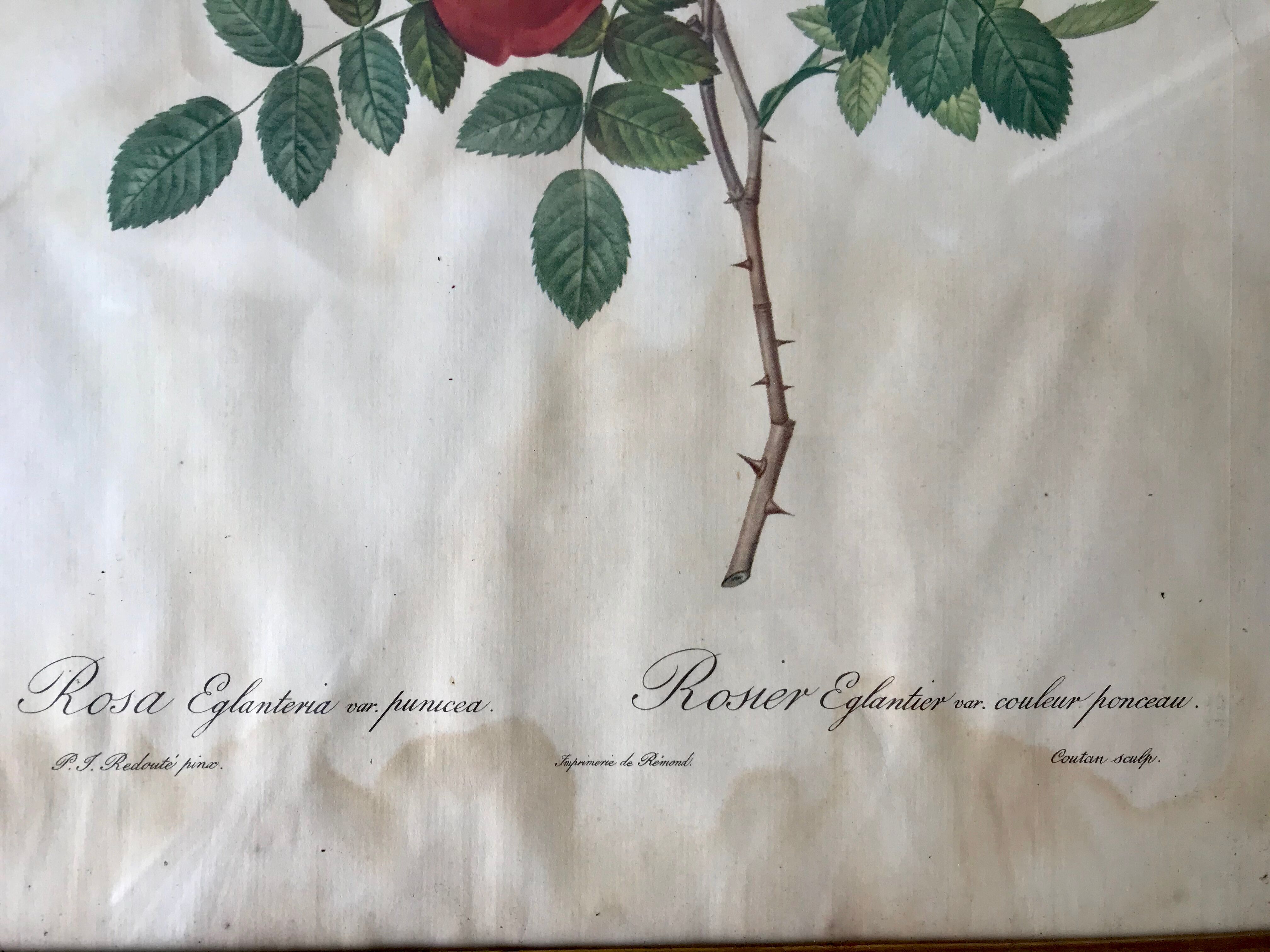Duo of lithographs JP Redouté Rosier Eglantier red and yellow