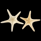 Étoiles de mer