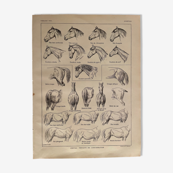 Lithographie gravure sur l'anatomie du cheval de 1921 (tête, croupe, sabots)