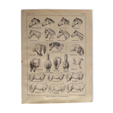 Lithographie gravure sur l'anatomie du cheval de 1921 (tête, croupe, sabots)