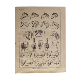 Lithographie gravure sur l'anatomie du cheval de 1921 (tête, croupe, sabots)