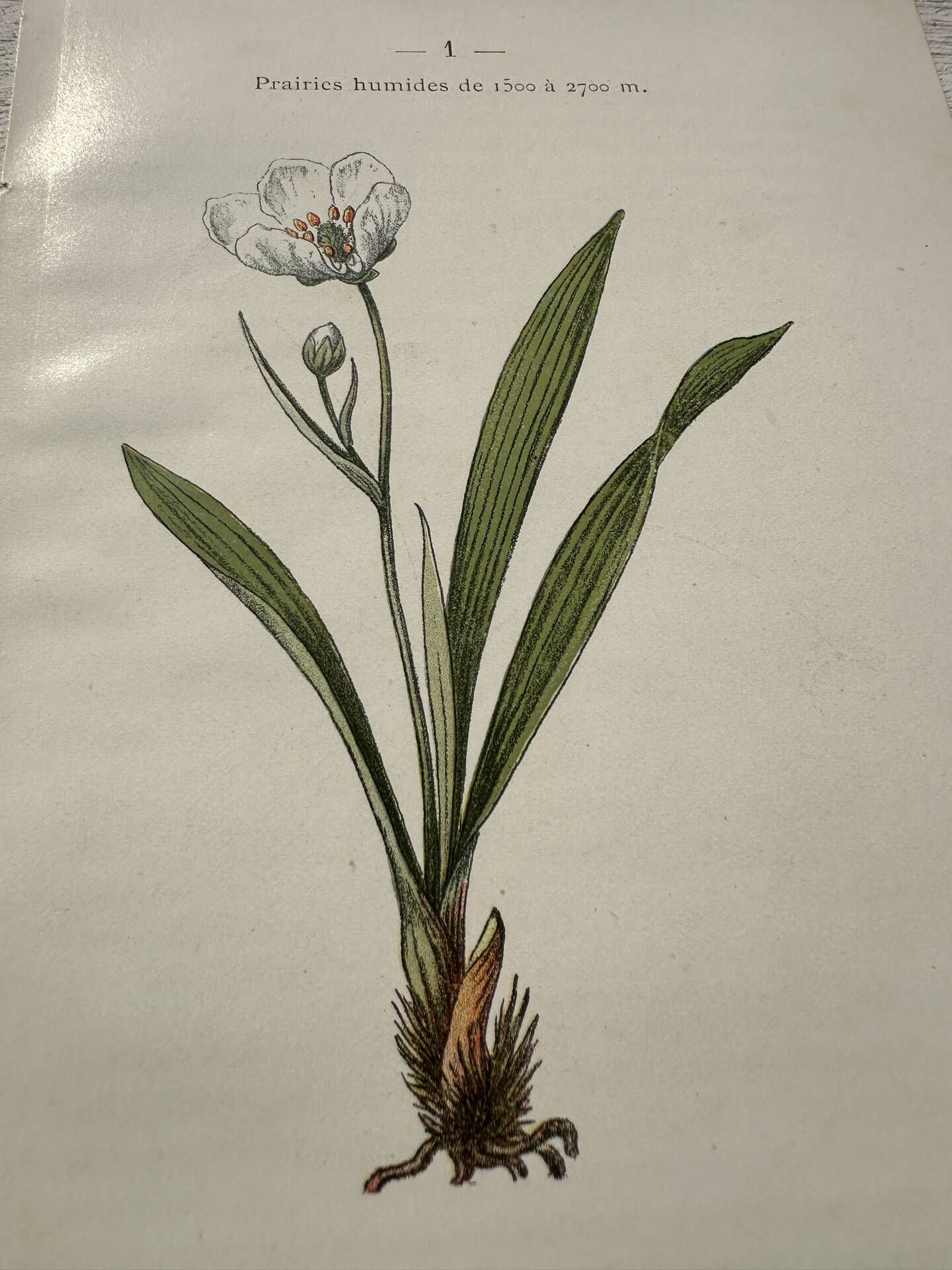 Botanical Plate 1800 Old naturalist engraving 19th century double-sided