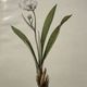 Botanical Plate 1800 Old naturalist engraving 19th century double-sided