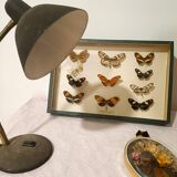 Butterflies frame