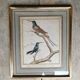 Bird engraving