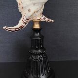 Cabinet of Curiosities shell lambis chiragra on base