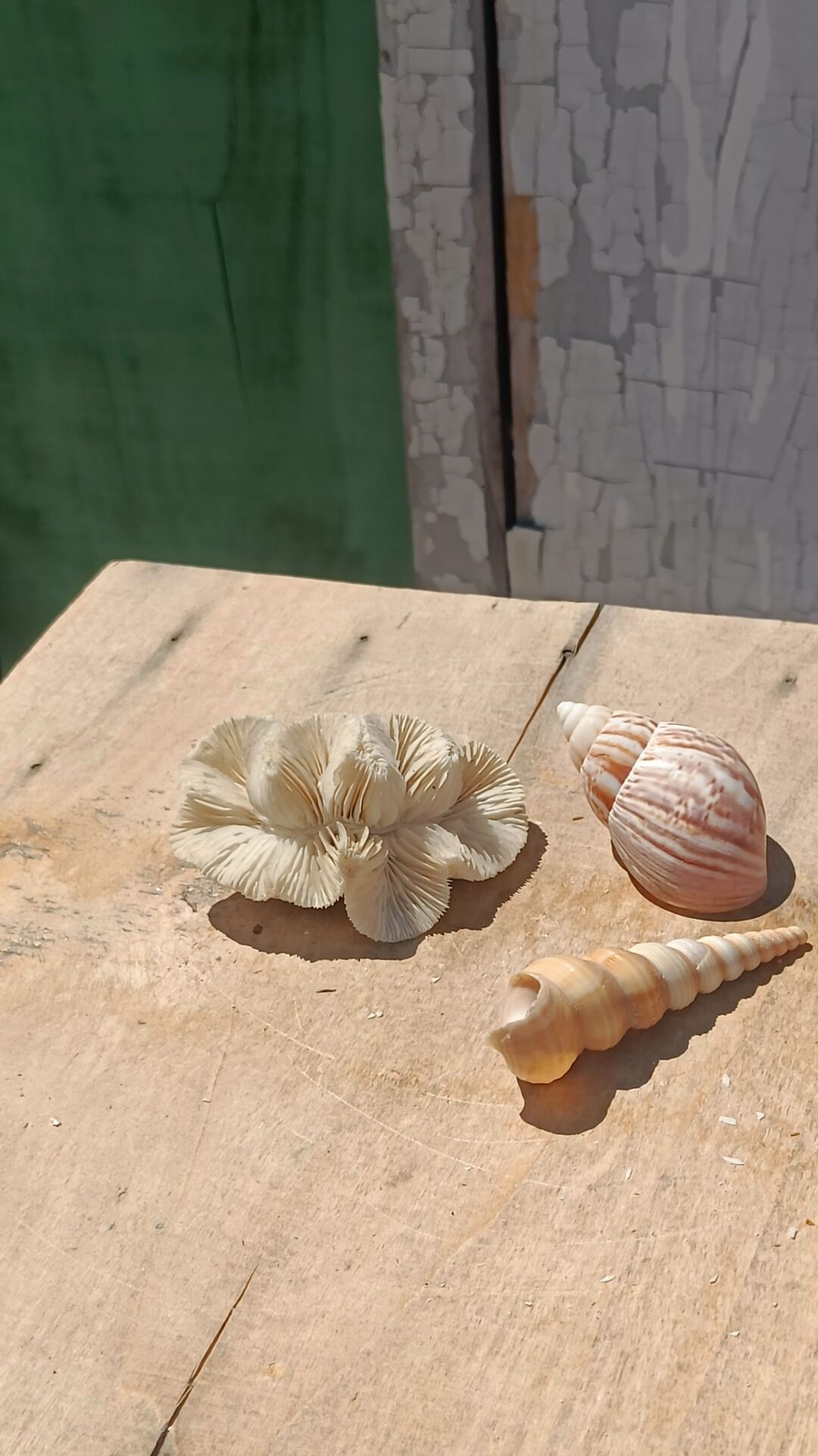 Coral and shells