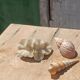 Coral and shells
