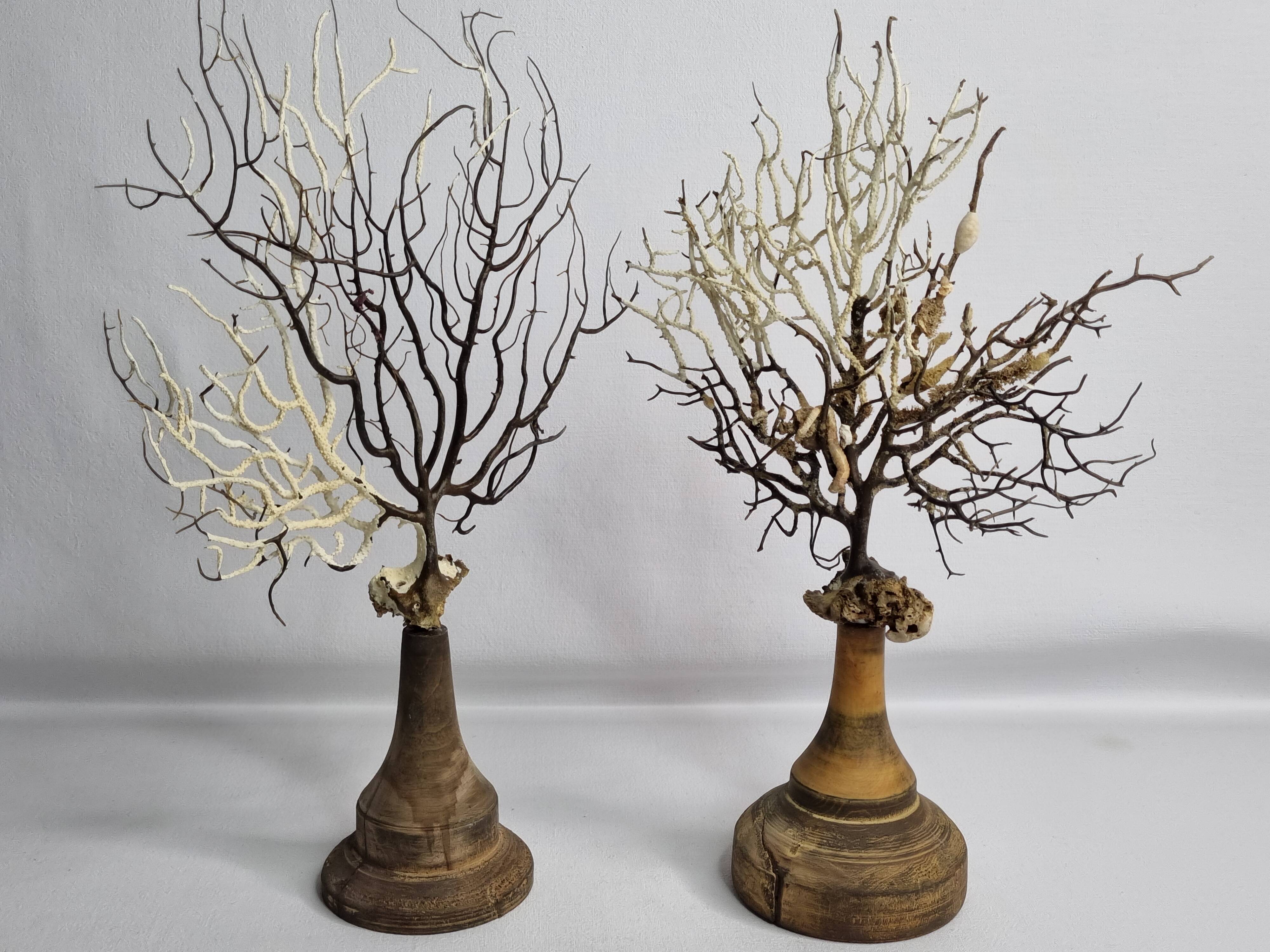 Pair of gorgonian corals, fan corals, on wooden bases, 32 cm