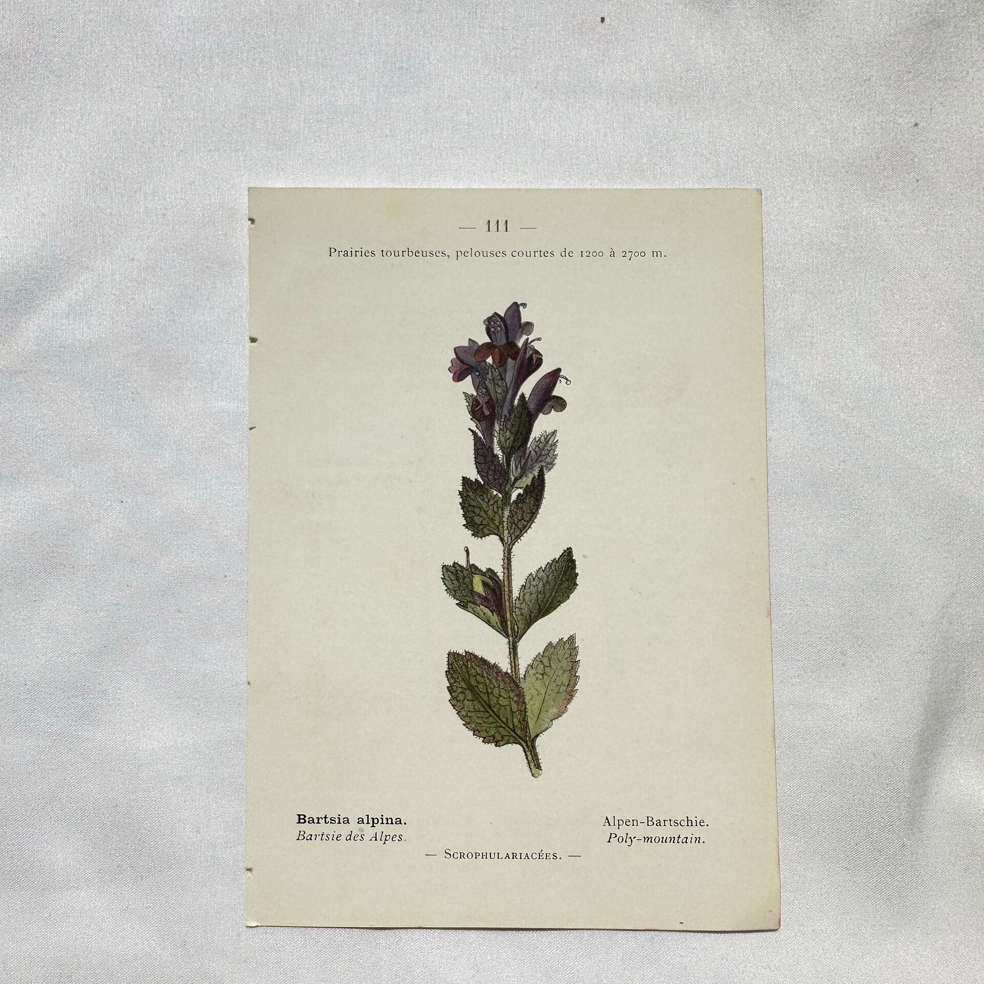 Antique botanical plate hand-coloured – 19th-century decoration