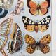 Illustration Millot "Papillons"