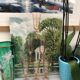 Vintage Rosaline Champagne Flutes