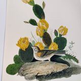 Planche oiseaux de J.J. Audubon - Bruant vespéral - 1978 Illustration zoologique et ornithologique