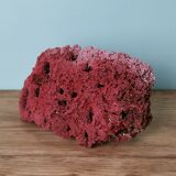 Red coral