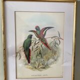 Old poster of birds in its original frame