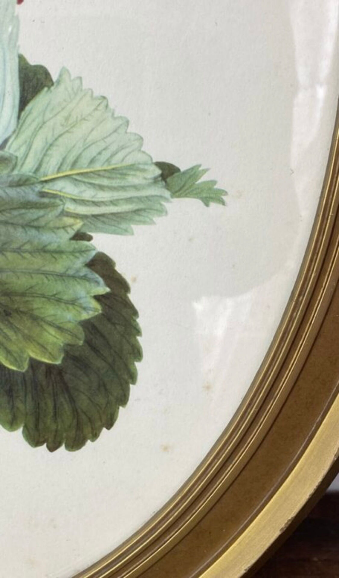 Framed botanical print of Fragaria Grandiflora
