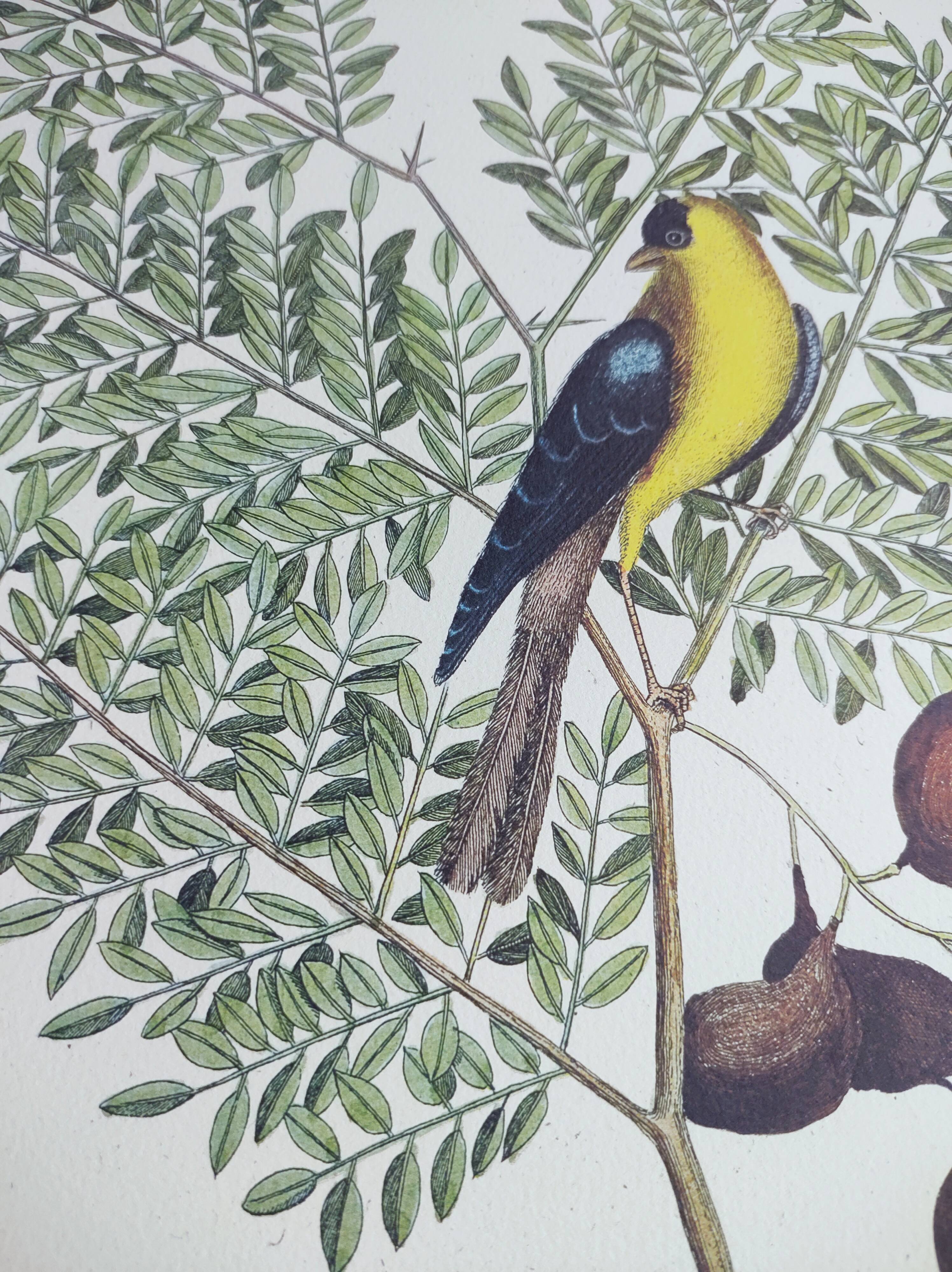 Gravure ancienne oiseau -Chardonneret- Image nature de Seligmann & Catesby