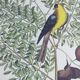 Gravure ancienne oiseau -Chardonneret- Image nature de Seligmann & Catesby