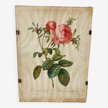 Lithographie botanique rose rosier Pierre Joseph Redouté
