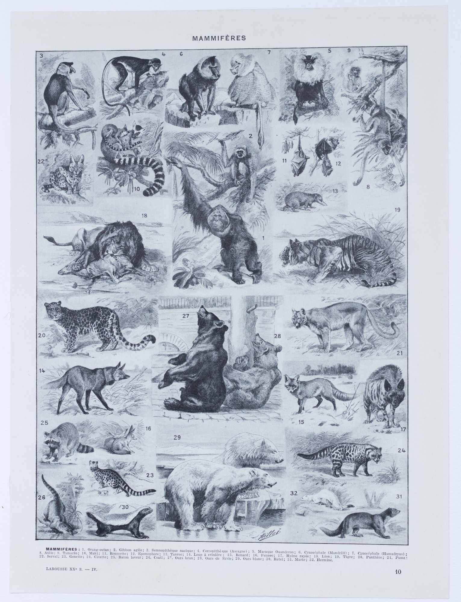 Original plate from 1930: exotic and wild mammals, biodiversity