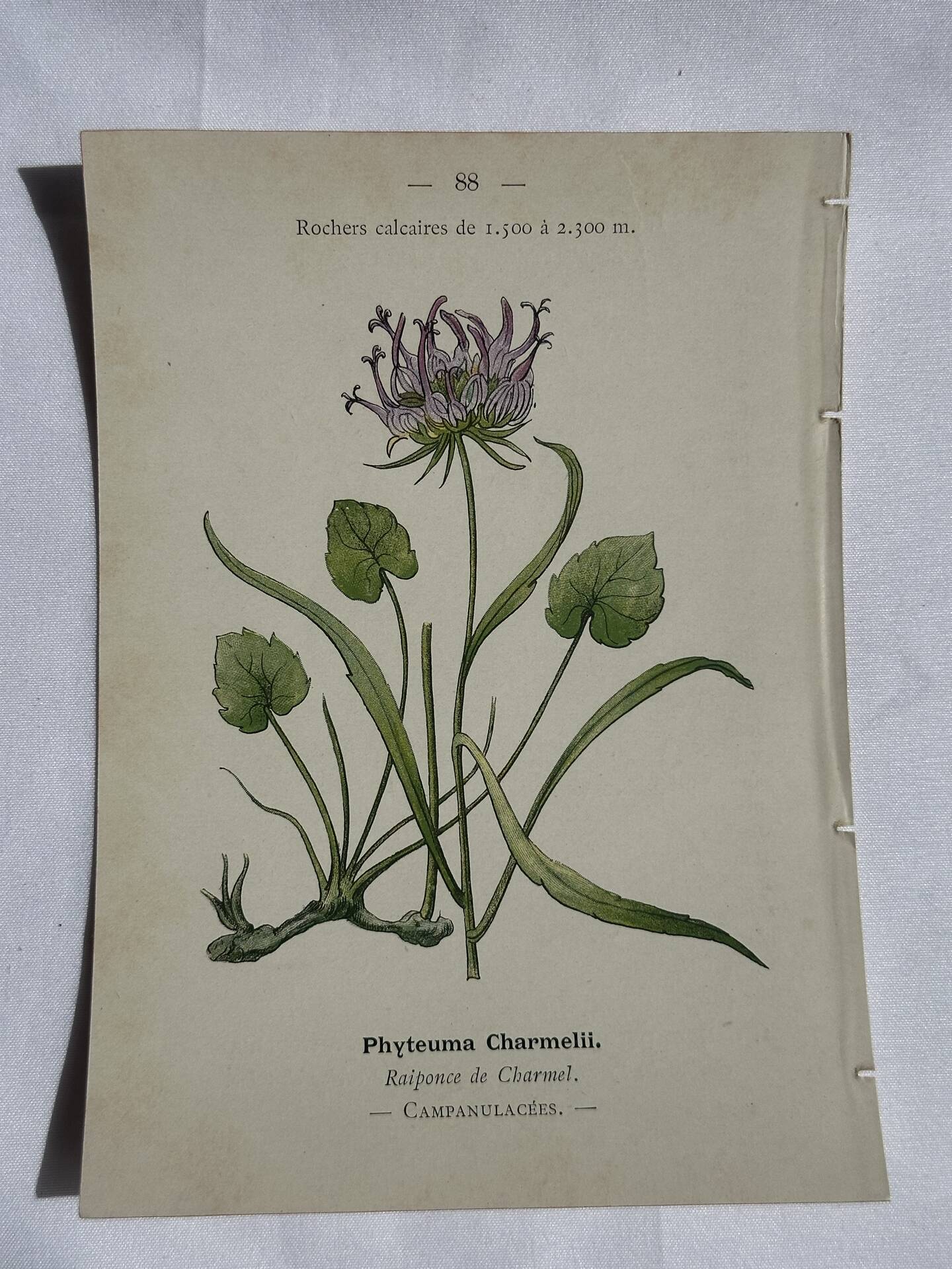 Gravure Botanique Ancienne XIXe – Lithographies Naturalistes  Fleurs &