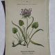 Gravure Botanique Ancienne XIXe – Lithographies Naturalistes  Fleurs &