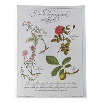 Gravure botanique -Tisane pour la gorge enflammée- Illustration de plantes médicinales et herbes