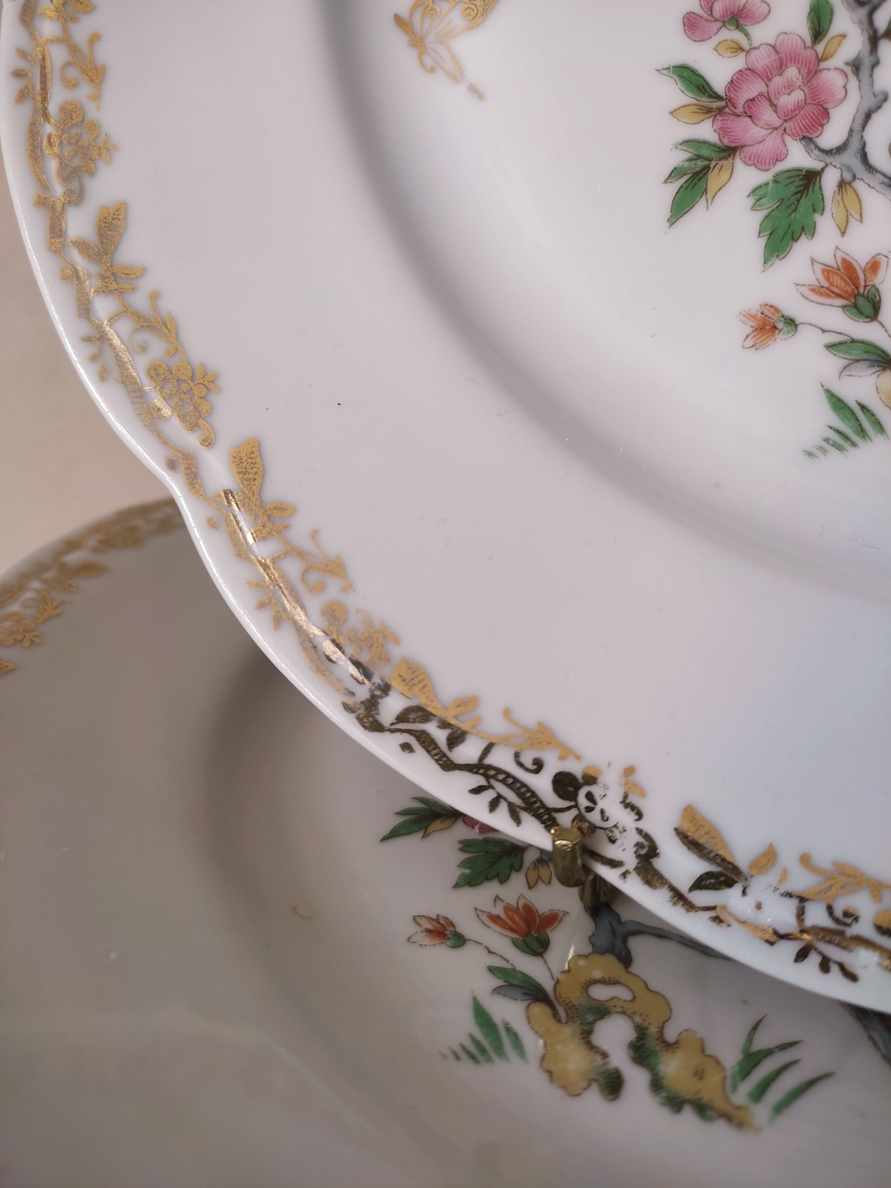 6 flat plates model bird of paradise