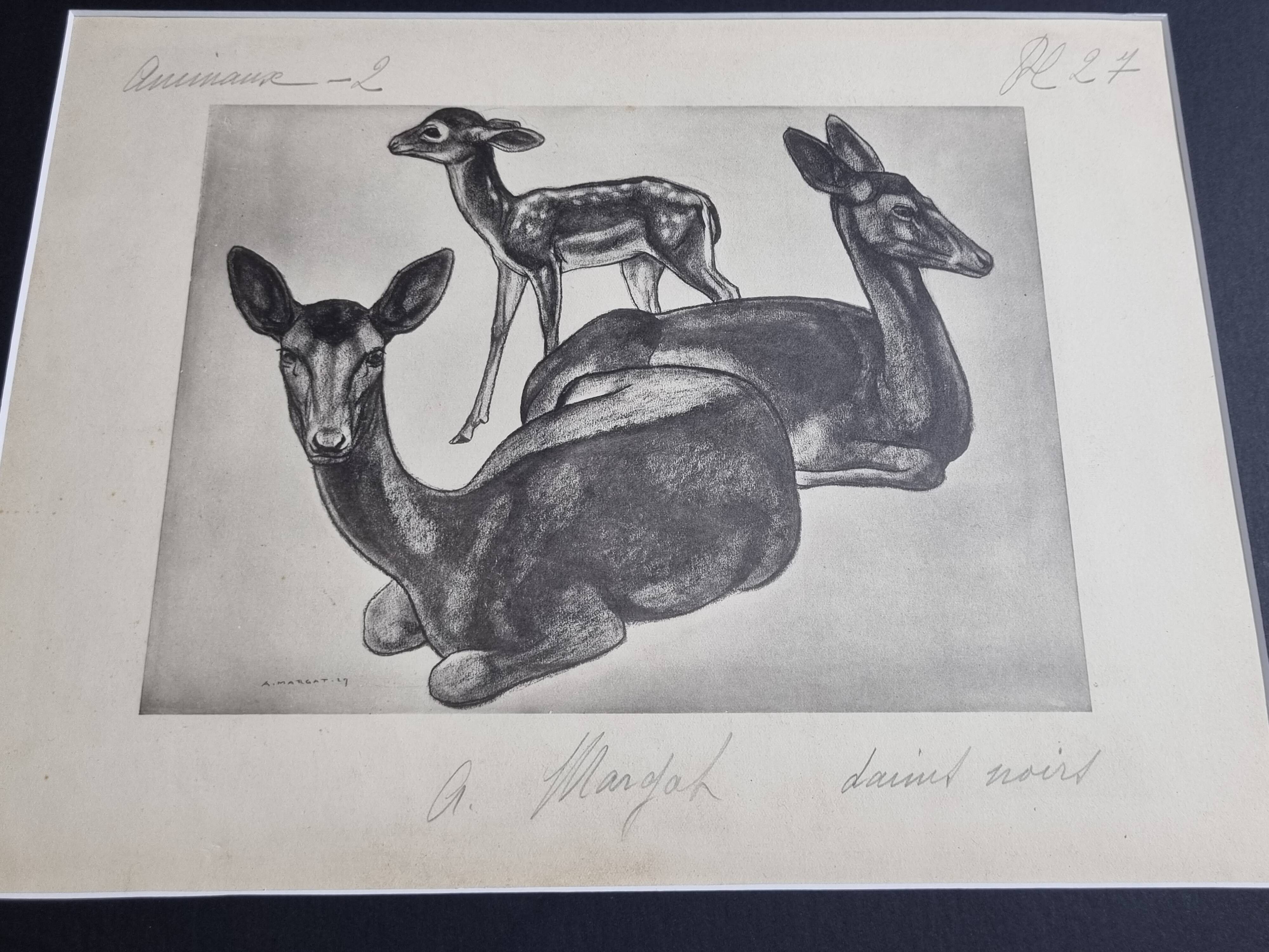 Illustrated plate, Studies of Black Fallow Deer, Signed André Margat, 1930-1950