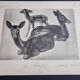 Illustrated plate, Studies of Black Fallow Deer, Signed André Margat, 1930-1950